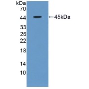 Western blot analysis of recombinant Rat FMOD.