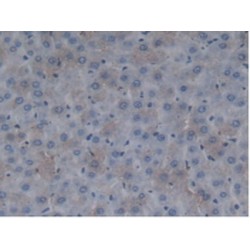 Fibromodulin (FMOD) Antibody