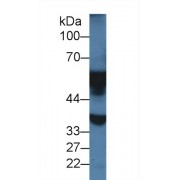 Western blot analysis of Rat Liver lysate, using Rat MAOA Antibody (1 µg/ml) and HRP-conjugated Goat Anti-Rabbit antibody (<a href="https://www.abbexa.com/index.php?route=product/search&amp;search=abx400043" target="_blank">abx400043</a>, 0.2 µg/ml).