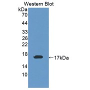 Western blot analysis of the recombinant protein.