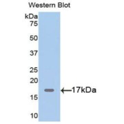 Western blot analysis of the recombinant protein.