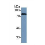 Western blot analysis of Rat Serum, using Rat LTF Antibody (1 µg/ml) and HRP-conjugated Goat Anti-Rabbit antibody (<a href="https://www.abbexa.com/index.php?route=product/search&amp;search=abx400043" target="_blank">abx400043</a>, 0.2 µg/ml).