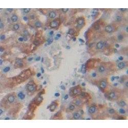 Lactoferrin (LTF) Antibody