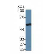 Western blot analysis of Human 293T cell lysate, using Rat TP53 Antibody (5 µg/ml) and HRP-conjugated Goat Anti-Rabbit antibody (<a href="https://www.abbexa.com/index.php?route=product/search&amp;search=abx400043" target="_blank">abx400043</a>, 0.2 µg/ml).