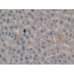 Plasminogen (Plg) Antibody