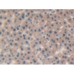 Interleukin 25 (IL25) Antibody