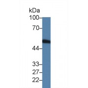 Western blot analysis of Rat Blood Cells lysate, using Rat F7 Antibody (2 µg/ml) and HRP-conjugated Goat Anti-Rabbit antibody (<a href="https://www.abbexa.com/index.php?route=product/search&amp;search=abx400043" target="_blank">abx400043</a>, 0.2 µg/ml).