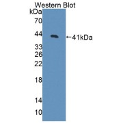 Western blot analysis of the recombinant protein.