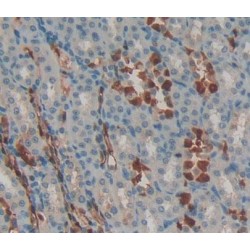 Interleukin 33 (IL33) Antibody