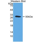 Western blot analysis of the recombinant protein.