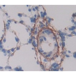 Endothelial Cell Adhesion Molecule (ESAM) Antibody