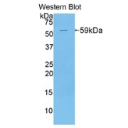 Western blot analysis of the recombinant protein.