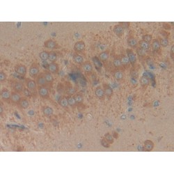 Reprimo (RPRM) Antibody