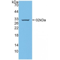 Ring Finger Protein 112 (RNF112) Antibody