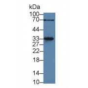 Western blot analysis of Rat Heart lysate, using Rat MYOG Antibody (3 µg/ml) and HRP-conjugated Goat Anti-Rabbit antibody (<a href="https://www.abbexa.com/index.php?route=product/search&amp;search=abx400043" target="_blank">abx400043</a>, 0.2 µg/ml).
