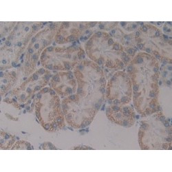 Paxillin (Pax) Antibody