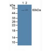 Western blot analysis of (1) Rat Heart Tissue and (2) Human HeLa cells.