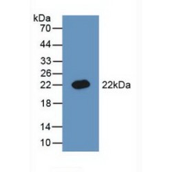 Bone Morphogenetic Protein 3 (BMP3) Antibody