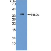 Western blot analysis of recombinant Rat PCX.