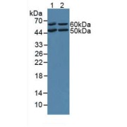 Western blot analysis of (1) Mouse Liver Tissue and (2) Rat Liver Tissue.