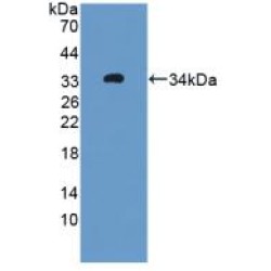 Oncoprotein Induced Transcript 3 (OIT3) Antibody