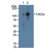 Western blot analysis of (1) Rat Serum and (2) Mouse Lung Tissue.