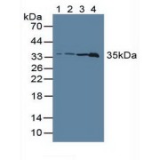 Western blot analysis of (1) Rat Serum, (2) Rat Brain Tissue, (3) Rat Liver Tissue and (4) Rat Testis Tissue.