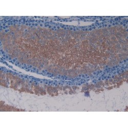 Lactate Dehydrogenase C (LDHC) Antibody