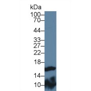 Western blot analysis of Mouse Testis lysate, using Rat FABP9 Antibody (3 µg/ml) and HRP-conjugated Goat Anti-Rabbit antibody (<a href="https://www.abbexa.com/index.php?route=product/search&amp;search=abx400043" target="_blank">abx400043</a>, 0.2 µg/ml).