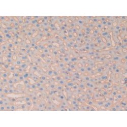 Basigin (BSG) Antibody