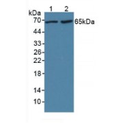 Western blot analysis of (1) Rat Liver Tissue and (2) Human HepG2 Cells.