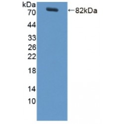 Lipopolysaccharide Binding Protein (LBP) Antibody