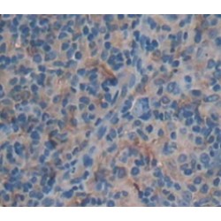 Bone Morphogenetic Protein 8A (BMP8A) Antibody
