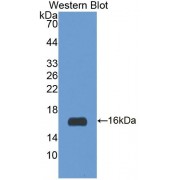 Western blot analysis of the recombinant protein.