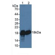 Western blot analysis of (1) Ovine Liver Tissue and (2) Ovine Brain Tissue.