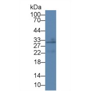 Western blot analysis of Mouse Lung lysate, using Mouse CREG1 Antibody (1 µg/ml) and HRP-conjugated Goat Anti-Rabbit antibody (<a href="https://www.abbexa.com/index.php?route=product/search&amp;search=abx400043" target="_blank">abx400043</a>, 0.2 µg/ml).