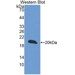 Cellular Repressor of E1A Stimulated Genes 1 (CREG1) Antibody