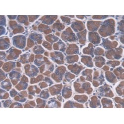 Cellular Repressor of E1A Stimulated Genes 1 (CREG1) Antibody