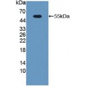 Western blot analysis of recombinant Mouse PGP.