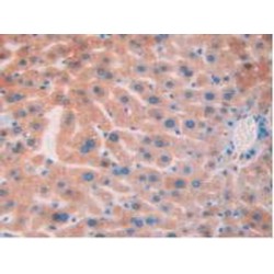 Glycerol-3-Phosphate Phosphatase (PGP) Antibody