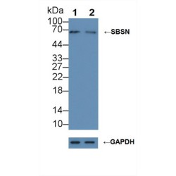 Suprabasin (SBSN) Antibody