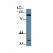 Western blot analysis of Mouse Skeletal muscle lysate, using Human PCDHb15 Antibody (1 µg/ml) and HRP-conjugated Goat Anti-Rabbit antibody (<a href="https://www.abbexa.com/index.php?route=product/search&amp;search=abx400043" target="_blank">abx400043</a>, 0.2 µg/ml).