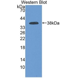 Protocadherin Beta 15 (PCDHb15) Antibody