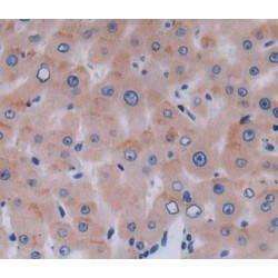 Dishevelled Associated Activator of Morphogenesis 1 (DAAM1) Antibody