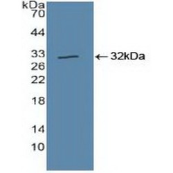 Cullin 1 (CUL1) Antibody