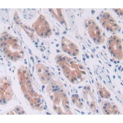 Cullin 1 (CUL1) Antibody