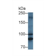 Western blot analysis of Rat Heart lysate, using Rat MTIF2 Antibody (1 µg/ml) and HRP-conjugated Goat Anti-Rabbit antibody (<a href="https://www.abbexa.com/index.php?route=product/search&amp;search=abx400043" target="_blank">abx400043</a>, 0.2 µg/ml).