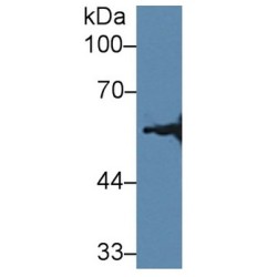 Hydroxymethylglutaryl-CoA Synthase, Mitochondrial (HMGCS2) Antibody