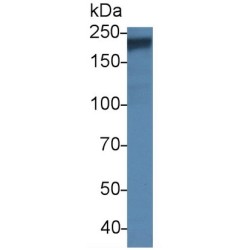 Retinal-Specific ATP-Binding Cassette Transporter (ABCA4) Antibody