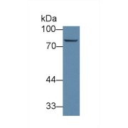 Western blot analysis of Pig Liver lysate, using Human ABCB10 Antibody (1 µg/ml) and HRP-conjugated Goat Anti-Rabbit antibody (<a href="https://www.abbexa.com/index.php?route=product/search&amp;search=abx400043" target="_blank">abx400043</a>, 0.2 µg/ml).